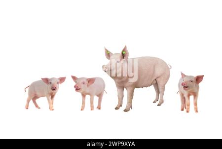 Weibchen und Ferkel isoliert auf weißem Hintergrund Stockfoto