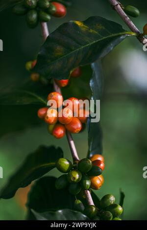 Eine Kaffeekirsche auf einem Kaffeebaum in Kolumbien. Stockfoto