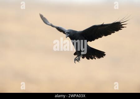 Gemeiner Rabe ( Corvus corax ) fliegt mit weit geöffneten Flügeln vor einem sauberen, schönen farbigen Hintergrund, Tierwelt, Europa. Stockfoto