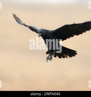 Gemeiner Rabe ( Corvus corax ) fliegt mit weit geöffneten Flügeln vor einem sauberen, schönen farbigen Hintergrund, Tierwelt, Europa. Stockfoto