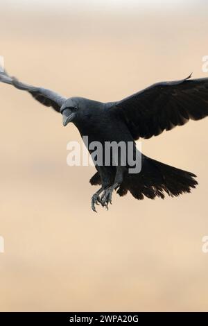 im Anflug... Kolkrabe * Corvus corax *, Europas größter Rabenvogel und größter Singvogel der Welt, überaus intelligenter Rabe, dem schon im Altertum zahlrieche Eigenschaften zugeschrieben wurden, unter anderem auch Odins Vogel *** gemeiner Rabe Corvus corax mit weit geöffneten Flügeln vor einem sauberen farbigen Hintergrund, Tierwelt, Europa. Mecklenburg-Vorpommern Deutschland, Europa Stockfoto