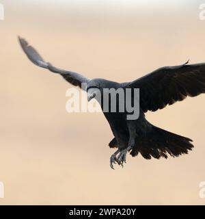 im Anflug... Kolkrabe * Corvus corax *, Europas größter Rabenvogel und größter Singvogel der Welt, überaus intelligenter Rabe, dem schon im Altertum zahlrieche Eigenschaften zugeschrieben wurden, unter anderem auch Odins Vogel *** gemeiner Rabe Corvus corax mit weit geöffneten Flügeln vor einem sauberen farbigen Hintergrund, Tierwelt, Europa. Mecklenburg-Vorpommern Deutschland, Europa Stockfoto