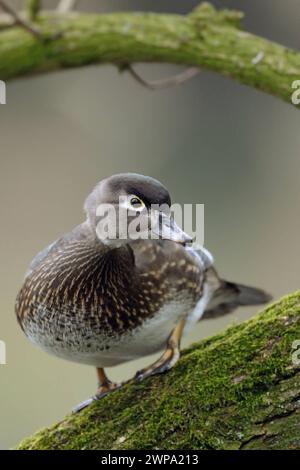 das Weibchen... Brautente Aix sponsa sitzt im Baum, nordamerikanische Entenart, die sich bei uns in Europa als Gefangenschaftsflüchtling teils auch wild lebend etabliert Hut, sehr hübsche, kleine Entenart, die in Höhlen brütet und gerne in Bäumen Wood Duck / Carolina Duck Aix sponsa , hübsch weiblich im Zuchtkleid, hoch im Baum, beobachten Sie aufmerksam, Wildife, Europa. Nordrhein-Westfalen Deutschland, Westeuropa Stockfoto