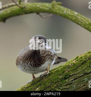 das Weibchen... Brautente Aix sponsa sitzt im Baum, nordamerikanische Entenart, die sich bei uns in Europa als Gefangenschaftsflüchtling teils auch wild lebend etabliert Hut, sehr hübsche, kleine Entenart, die in Höhlen brütet und gerne in Bäumen Wood Duck / Carolina Duck Aix sponsa , hübsch weiblich im Zuchtkleid, hoch im Baum, beobachten Sie aufmerksam, Wildife, Europa. Nordrhein-Westfalen Deutschland, Westeuropa Stockfoto