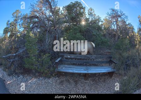 Ein weiblicher Elch, der entlang des Greenway Trail zwischen Pima Point und Monument Creek Vista im Grand Canyon Arizona aus dem Wald kam. Stockfoto