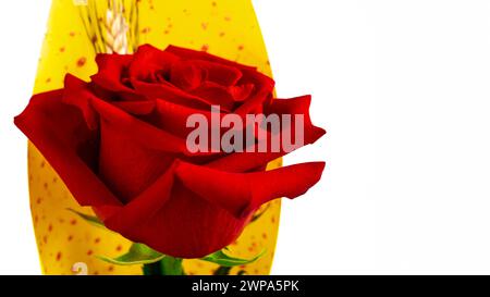 Nahaufnahme der roten Rose für Sant Jordi mit gelbem Blumenpapier mit roten Punkten auf weißem Hintergrund Stockfoto