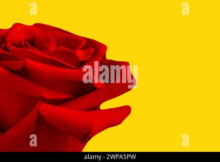 Nahaufnahme der roten Rose für Sant Jordi auf gelbem Hintergrund mit Kopierraum Stockfoto