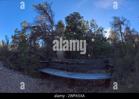 Ein weiblicher Elch, der entlang des Greenway Trail zwischen Pima Point und Monument Creek Vista im Grand Canyon Arizona aus dem Wald kam. Stockfoto