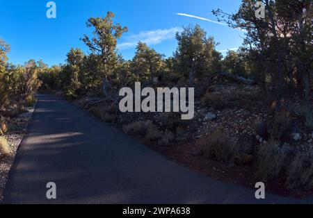 Ein weiblicher Elch, der aus dem Wald kam, mitten auf dem Foto, entlang des Greenway Trail, der zwischen Pima Point und Monument Creek Vista in Grand verläuft Stockfoto