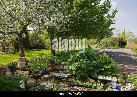 Jungpflanzungen in Terrakottafällen in verschiedenen Größen und Setzlinge in Kunststoffschalen unter weiß blühendem Malus „Cortland“ – Apfelbaum im Frühjahr. Stockfoto