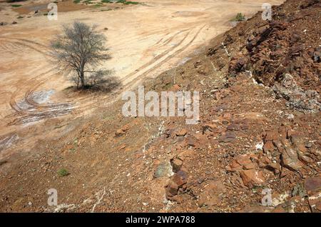 Natur der arabischen Halbinsel mit einem Baum in trockener Landschaft, Fujairah, Vereinigte Arabische Emirate Stockfoto