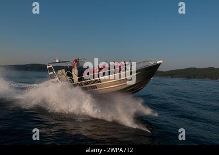 Touristen in einem Walbeobachterboot Gulf Islands Sidney, BC, Kanada Stockfoto