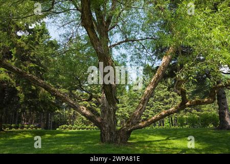 Ausgereifter geschnittener Salix - Weidenbaum im Hinterhof-Garten im Frühling. Stockfoto