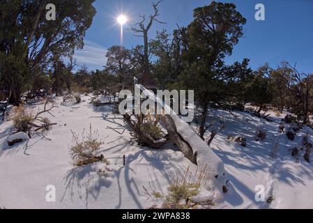 Der Kaibab Forest im Winter nahe dem Waldron Canyon westlich von Eremiten rastet am Grand Canyon Arizona aus. Stockfoto