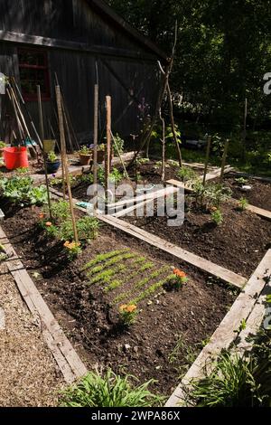 Bio-Holz gerahmte Blumen- und Gemüsegärten neben der alten Holzscheune im rustikalen Garten im späten Frühling. Stockfoto
