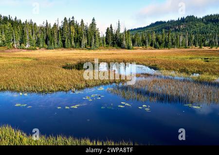 Ein kleiner leuchtend blauer See am Anfang einer alpinen Herbstwiese, bedeckt mit goldenen Gräsern, mit Nadelbäumen im Hintergrund. Stockfoto