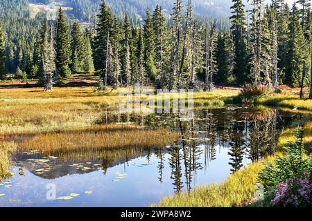 Herbst auf einer Almwiese, getrocknete goldene Gräser und Reflektionen von Nadelbäumen in einem kleinen See. Stockfoto