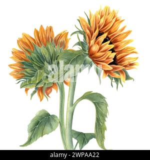 Blumenstrauß mit zwei Sonnenblumen. Gelb-orange Sommerblumen am Stiel mit Blättern. Blumenkopf. Wiese, Garten Wildblumen. Aquarellabbildung. Stockfoto