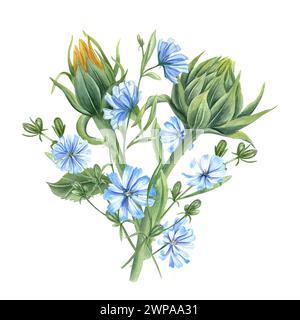 Sonnenblumenknospen und blaue Zichorien. Blumenstrauß aus Wildblumen. Zarte üppige Intybus-Äste. Aquarellillustration der Sommerkomposition. Stockfoto