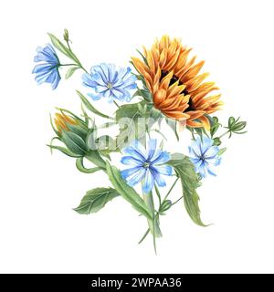 Sonnenblumen auf der Wiese und blaue Zichorien. Blumenstrauß aus Wildblumen. Empfindlicher Intybus-Ast. Gelb-orange Sommerblumen am Stiel mit Blättern. Blumenkopf Stockfoto