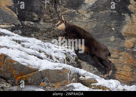 AlpenGämse (Rupicapra rupicapra), männlich in dunkler Winterjacke, springt auf Felsvorsprung, während er in den europäischen Alpen vor den Klippen flüchtet Stockfoto