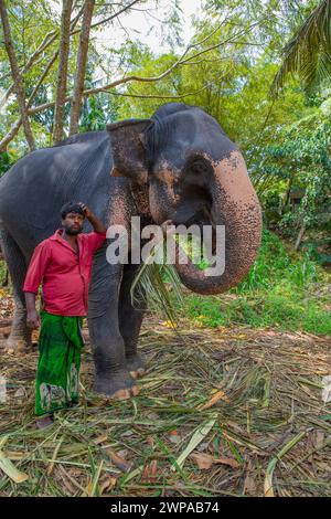 Sri Lanka 10. februar 2023. Der junge Mann aus Sri Lanka, der in hellen Sommerkleidern gekleidet ist, lächelt und steht neben einer hohen Palme auf einer Feldstraße neben seinem e Stockfoto