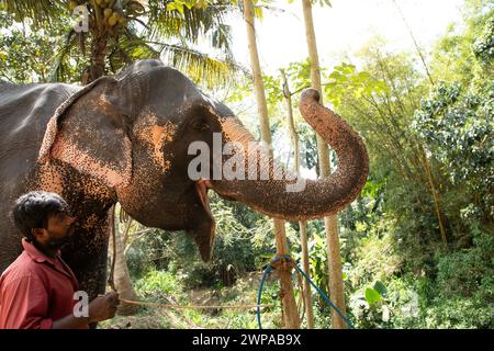Sri Lanka 10. februar 2023. Der junge Mann aus Sri Lanka, der in hellen Sommerkleidern gekleidet ist, lächelt und steht neben einer hohen Palme auf einer Feldstraße neben seinem e Stockfoto
