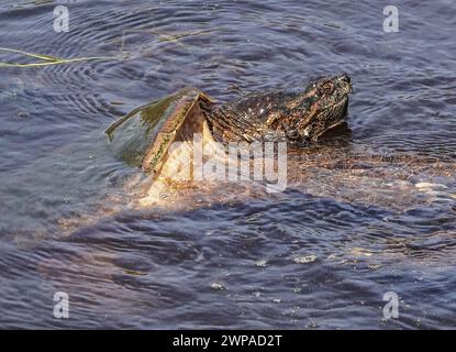 Zwei Schildkröten im Teich, eine schwimmt, während die andere ihn anschaut Stockfoto