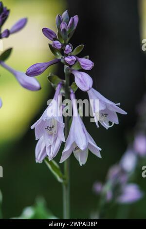 Eine Großaufnahme eines minuteman Hosta Blumenhauses in Blüte. Stockfoto