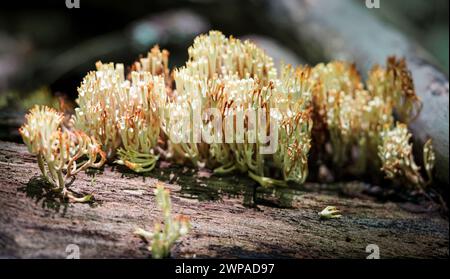 Ein Nahaufnahme-Makro von Korallenpilz auf einem gefallenen Baumstamm im Wald. Stockfoto
