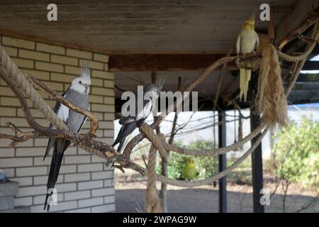 Zwei weiße Kakatiel und ein Lutino-Kakatiel in einem großen Käfig. Im Hintergrund ein verschwommener Kumpel Stockfoto