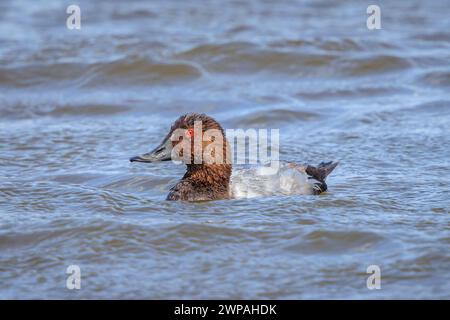 Nahaufnahme eines gewöhnlichen Pochards, Aythya ferina, Wasservögel, die in einem Teich schwimmen. Farbenfroher und sonniger Tag, tiefer Blickwinkel. Stockfoto