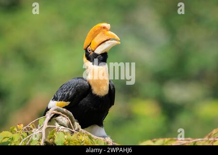 Closeup Portrait eines großen hornbil, Doppel oder große pied Hornbill, Buceros bicornis, Vogel in einem grünen Lebensraum Wald. Stockfoto