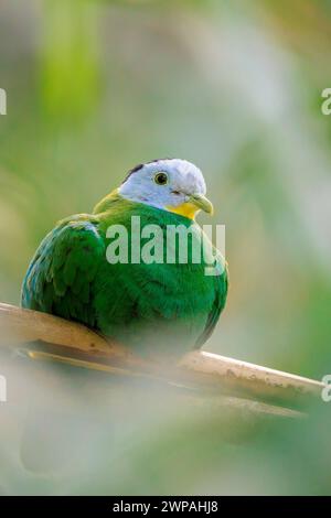 Nahaufnahme einer Schwarznappentaube, Ptilinopus melanospilus, auch bekannt als Schwarzkopf-Fruchttaube Stockfoto