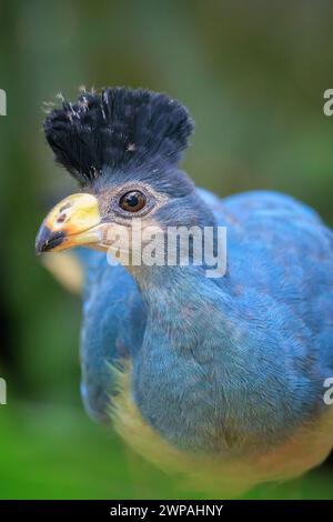 Nahaufnahme eines großen blauen Turakos, Corythaeola cristata, Vogelperspektive Stockfoto