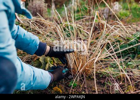 Das Abschneiden von Ziergräsern im Frühlingsgarten. Gärtner Pennisetum. Ich kümmere mich um Brunnengras. Reinigung im Frühling Stockfoto