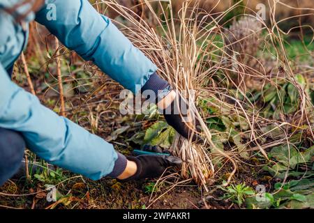 Das Abschneiden von Ziergräsern im Frühlingsgarten. Gärtner Pennisetum. Arbeiter, der sich um Brunnengras kümmert Stockfoto