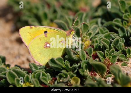 Getrübter gelber Schmetterling (Colias croceus) auf grünen Blättern der gewöhnlichen Eispflanze Stockfoto