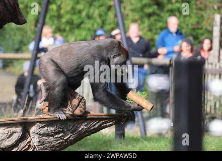 WESTERN Lowland Gorilla, der vom Aussterben bedroht ist, befindet sich im Gorilla Kingdom im London Zoo, Regents Park, Großbritannien Stockfoto