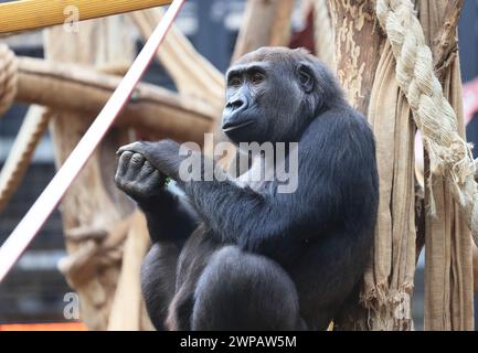 WESTERN Lowland Gorilla, der vom Aussterben bedroht ist, befindet sich im Gorilla Kingdom im London Zoo, Regents Park, Großbritannien Stockfoto