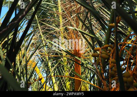 Date Palm Phoenix, Date Phoenix ist eine Gattung von Pflanzen aus der Familie der Arecaceae-Palmen. Die Früchte der Phönix-Daktylifera-Spezies, Datteln, sind weit verbreitet Stockfoto