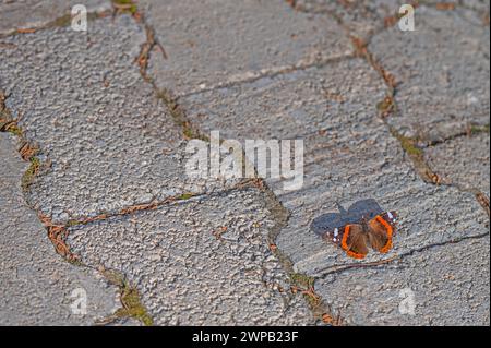 Roter Admiral Schmetterling, der auf dem Bürgersteig sonnt. (Vanessa atalanta) Stockfoto
