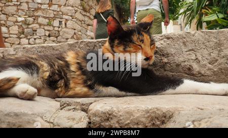 Dubrovnik, Kroatien, 14. August 2022. Eine dreifarbige Katze mit schwarz-rot-weißem Pelz schläft leise auf Steintreppen, blinzt, wackelt mit den Ohren und schaut weg Stockfoto