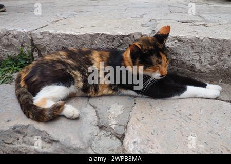 Dubrovnik, Kroatien, 14. August 2022. Eine dreifarbige Katze mit schwarz-rot-weißem Fell schläft leise auf Steinstufen und blinzt, wacht dann auf, wackelt mit ihm Stockfoto