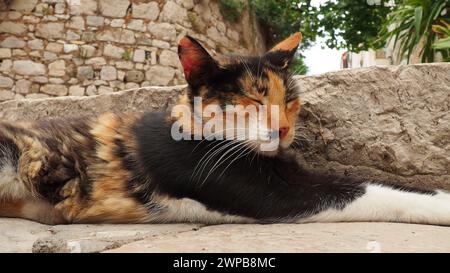 Dubrovnik, Kroatien, 14. August 2022. Eine dreifarbige Katze mit schwarz-rot-weißem Fell schläft leise auf Steinstufen und blinzt, wacht dann auf, wackelt mit ihm Stockfoto