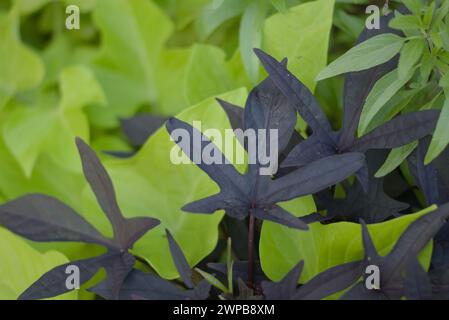 Süße Caroline Purple Pflanze. Ein Mitglied der Familie Ipomoea batatas ist eine atemberaubende Zierpflanze. Allgemein bekannt als Sweet Potato Vine Stockfoto