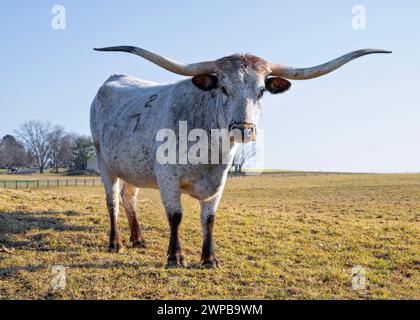 Longhorn-Rinder auf der Ranch in Central, PA Stockfoto