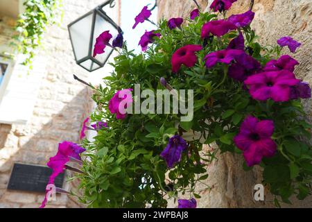 Petunien in der Schale oder im Topf, violette Petunia Solanaceae. Wunderschöne Blumen und Laterne auf einer alten Steinmauer in der Altstadt von Budva Stockfoto