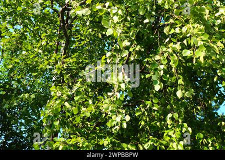 Grüne Frühlingsblätter auf einem Ast. Birkenblätter. Birkenzweige, Bäume im Park, Frühlingssaison. Junge Blätter in der Natur. Waldhintergrund, Nahaufnahme Stockfoto