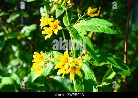 Lysimachia vulgaris Blume, die Garten-Loosestrife, gelbe Loosestrife oder Garten gelbe Loosestrife, blüht im Sommer. Stockfoto